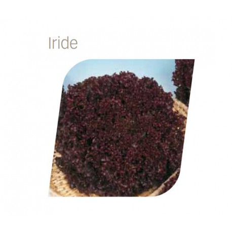 IRIDE