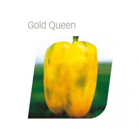 GOLD QUEEN