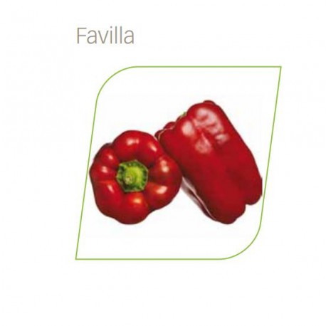 FAVILLA