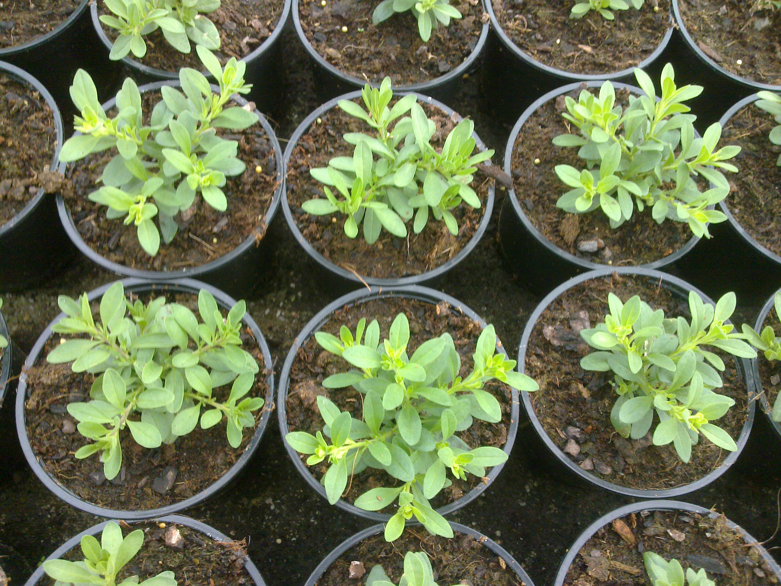 Ensayo lechugas Séminis (Monsanto)