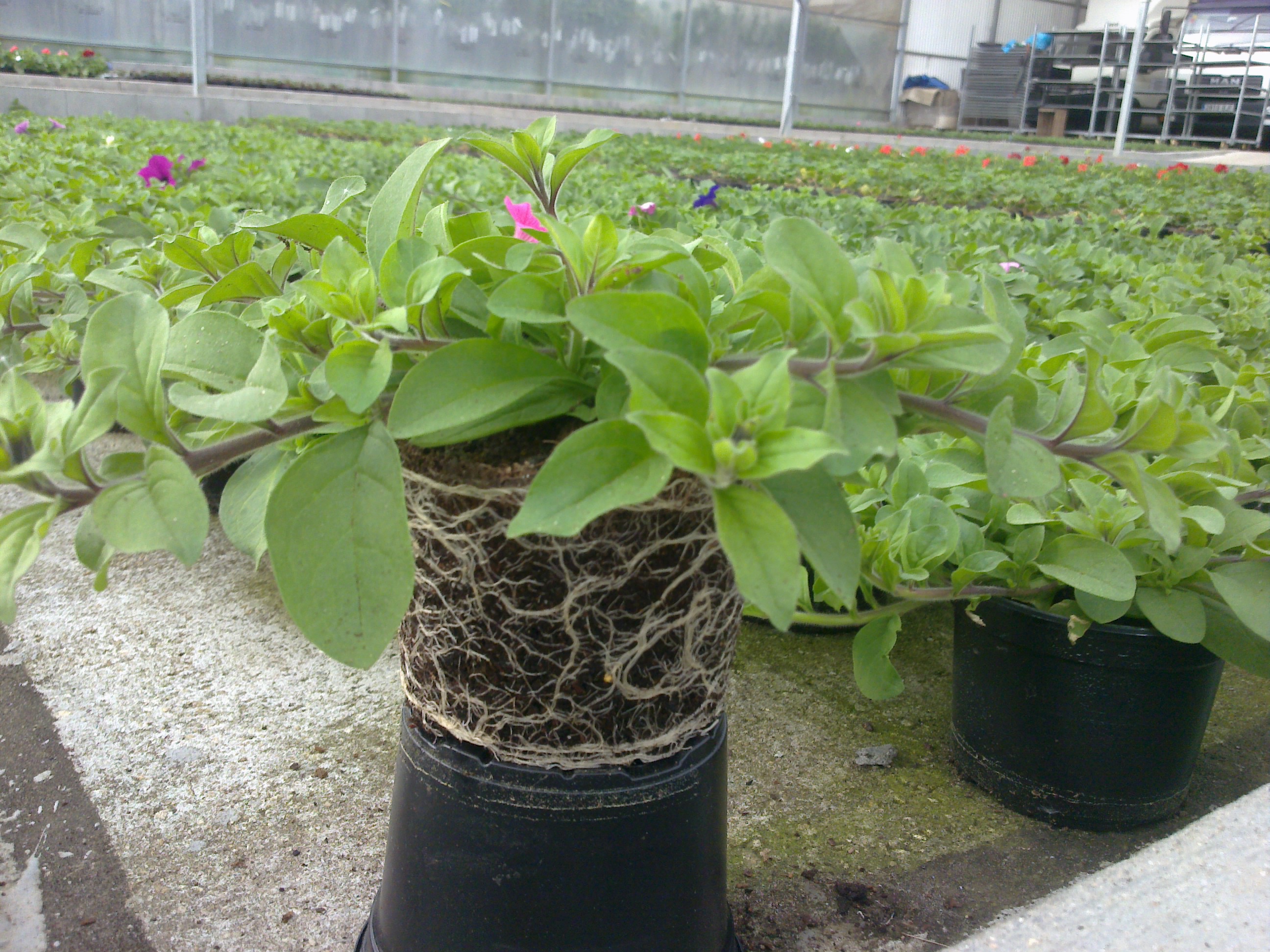 Ensayo lechugas Séminis (Monsanto)