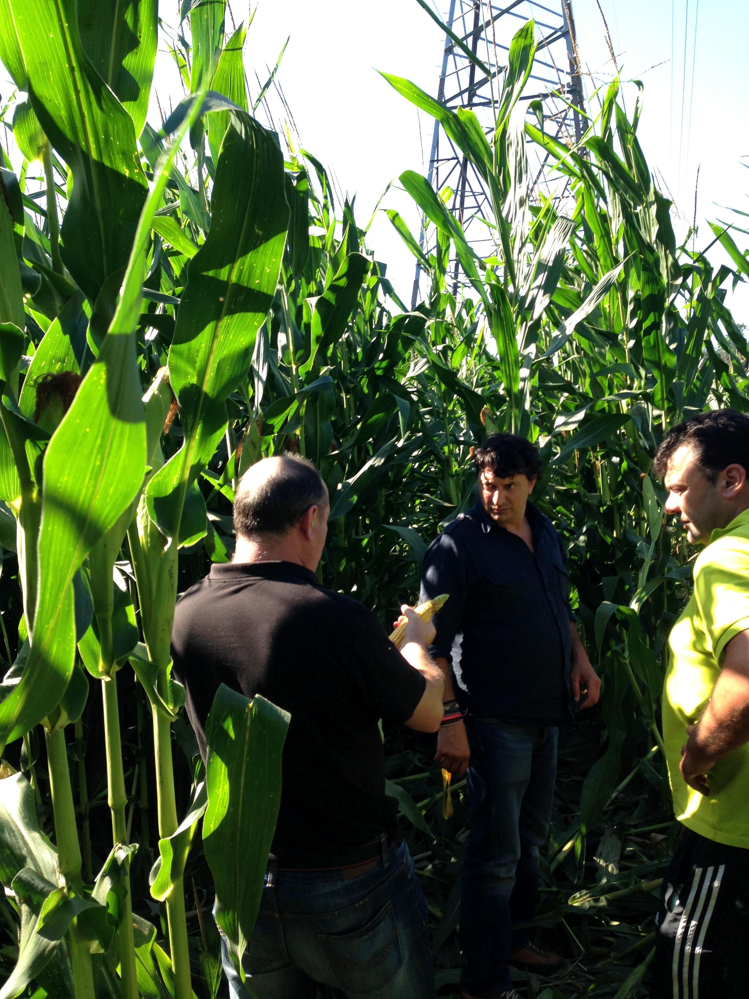 Visita a campo de ensayo de maíz