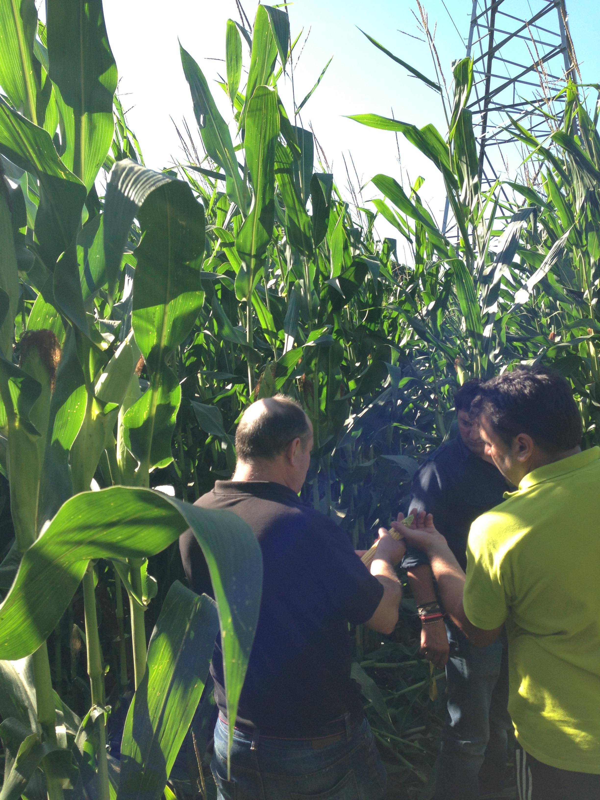 Visita a campo de ensayo de maíz