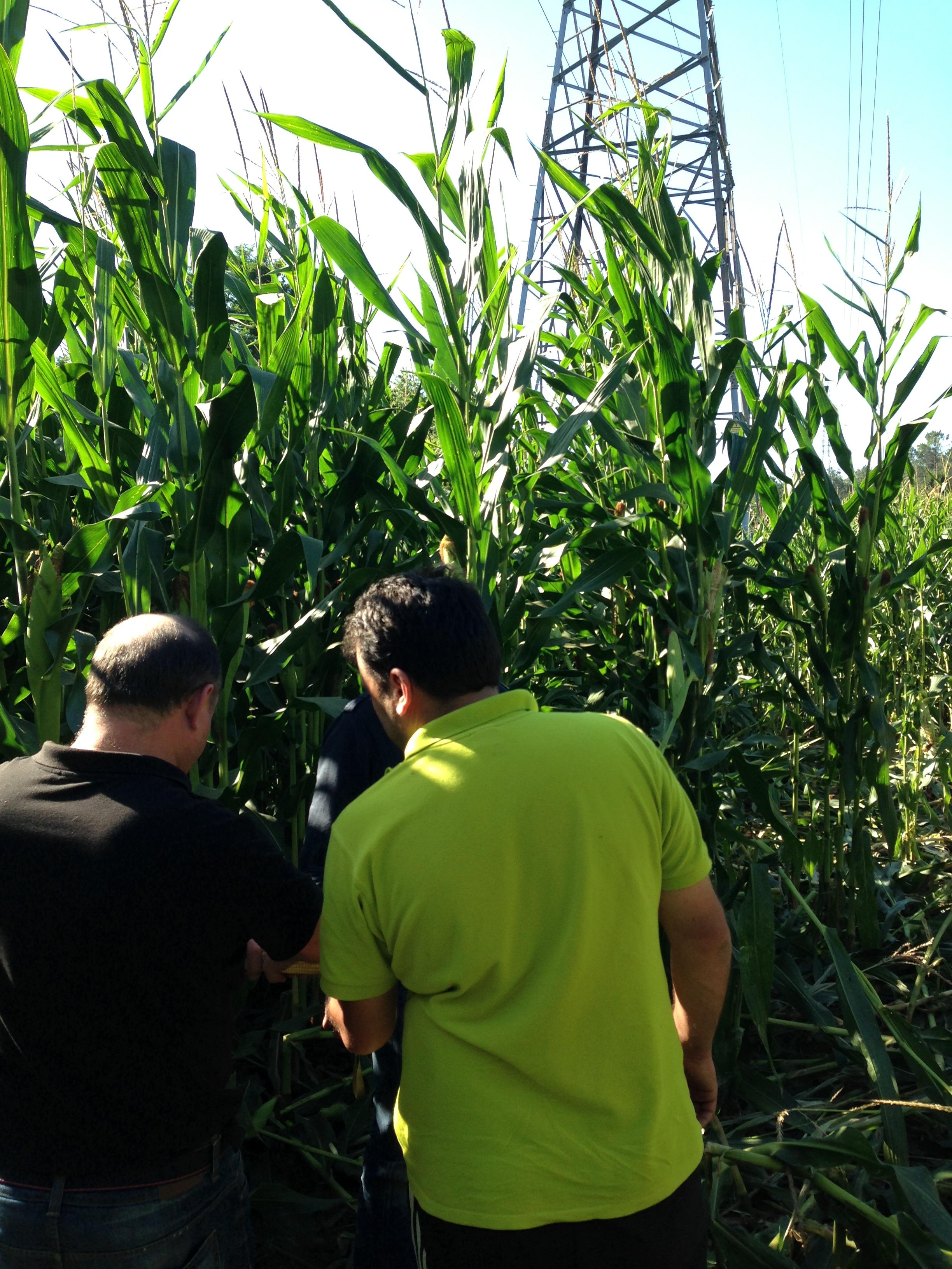 Visita a campo de ensayo de maíz